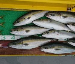 火遠理丸(ほおりまる) 釣果