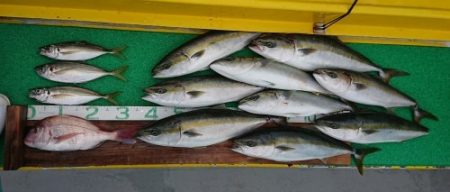 火遠理丸(ほおりまる) 釣果