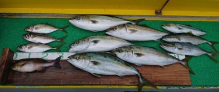 火遠理丸(ほおりまる) 釣果