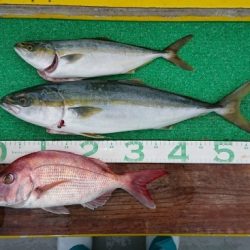 火遠理丸(ほおりまる) 釣果