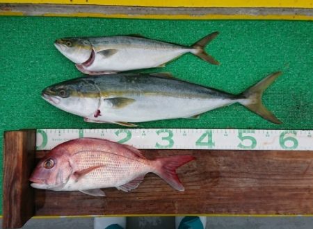 火遠理丸(ほおりまる) 釣果