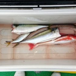 火遠理丸(ほおりまる) 釣果