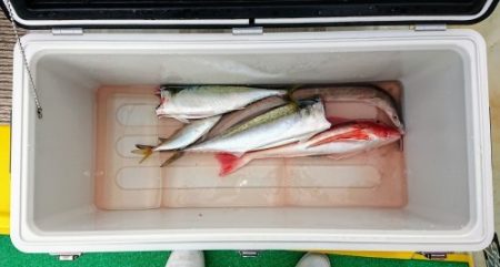 火遠理丸(ほおりまる) 釣果