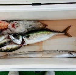 火遠理丸(ほおりまる) 釣果