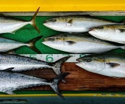 火遠理丸(ほおりまる) 釣果