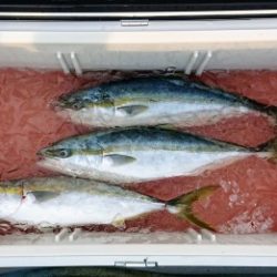 火遠理丸(ほおりまる) 釣果