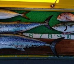 火遠理丸(ほおりまる) 釣果