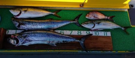 火遠理丸（ほおりまる） 釣果