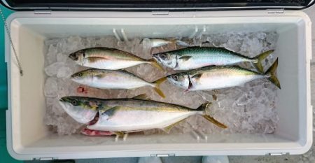 火遠理丸(ほおりまる) 釣果