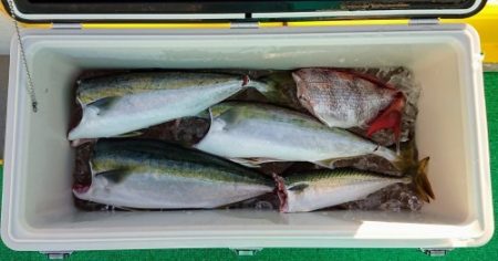 火遠理丸(ほおりまる) 釣果