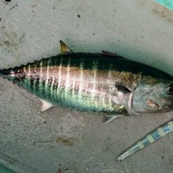 火遠理丸(ほおりまる) 釣果