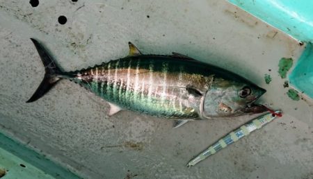 火遠理丸(ほおりまる) 釣果