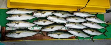 火遠理丸（ほおりまる） 釣果