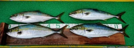 火遠理丸（ほおりまる） 釣果