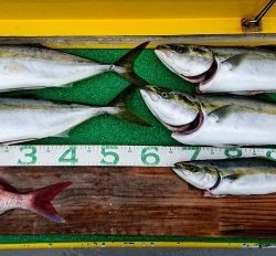 火遠理丸(ほおりまる) 釣果