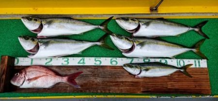 火遠理丸(ほおりまる) 釣果