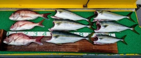 火遠理丸(ほおりまる) 釣果