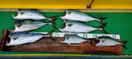 火遠理丸(ほおりまる) 釣果