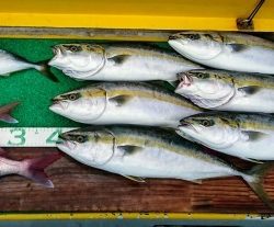 火遠理丸(ほおりまる) 釣果