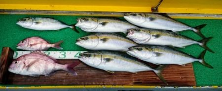 火遠理丸(ほおりまる) 釣果