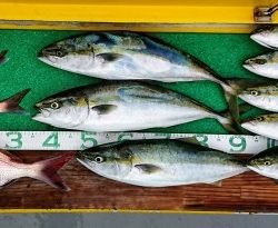 火遠理丸(ほおりまる) 釣果