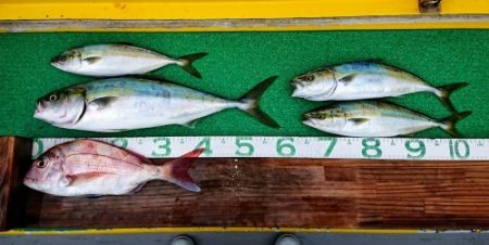 火遠理丸(ほおりまる) 釣果