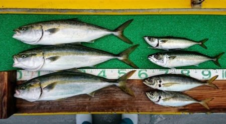 火遠理丸（ほおりまる） 釣果