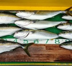 火遠理丸(ほおりまる) 釣果