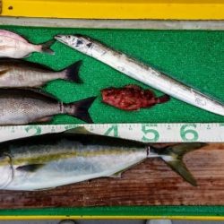 火遠理丸(ほおりまる) 釣果