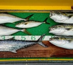 火遠理丸(ほおりまる) 釣果