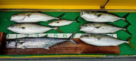 火遠理丸(ほおりまる) 釣果