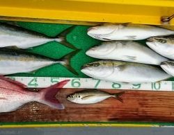 火遠理丸(ほおりまる) 釣果