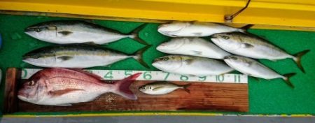 火遠理丸(ほおりまる) 釣果