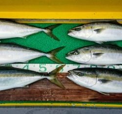 火遠理丸(ほおりまる) 釣果