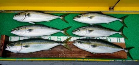 火遠理丸(ほおりまる) 釣果