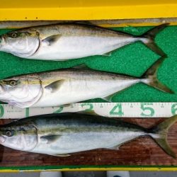 火遠理丸(ほおりまる) 釣果