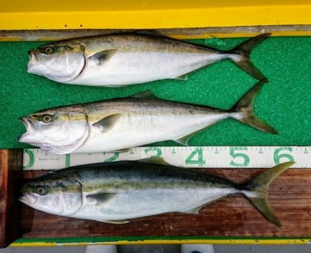 火遠理丸(ほおりまる) 釣果