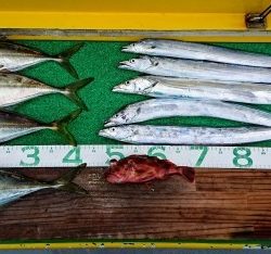 火遠理丸（ほおりまる） 釣果