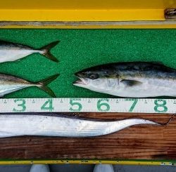 火遠理丸（ほおりまる） 釣果