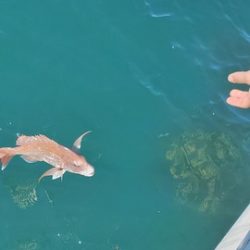 遊漁船 ニライカナイ 釣果