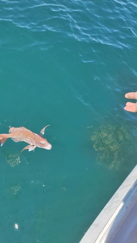 遊漁船 ニライカナイ 釣果