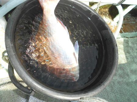 こうゆう丸 釣果