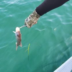 遊漁船 ニライカナイ 釣果