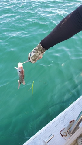 遊漁船 ニライカナイ 釣果