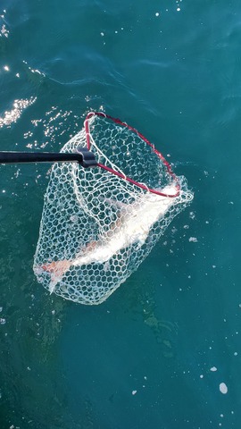 遊漁船　ニライカナイ 釣果