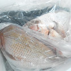 こうゆう丸 釣果