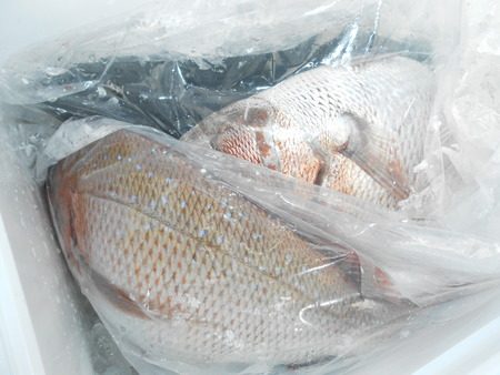 こうゆう丸 釣果