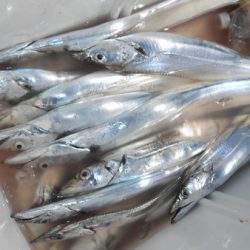 こうゆう丸 釣果