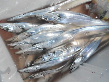 こうゆう丸 釣果