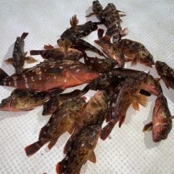 TOPGUN名古屋 釣果